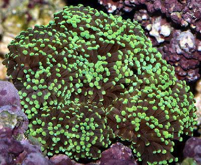 green torch corals